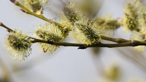 Bee on willow in springtime. Stock Footage 105962296