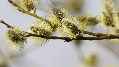 Bee on willow in springtime. Stock Footage 105962324