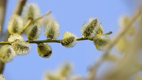 Bee on willow in springtime. Stock Footage 105962349