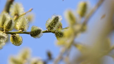 Bee on willow in springtime. Stock-Footage 105962399