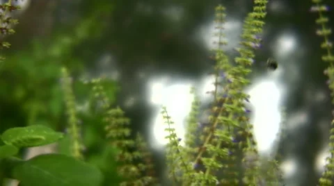 Bee in Wind Stock Footage 949248