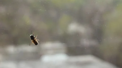 Bee on a window 動画素材 62854198