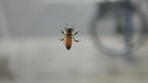Bee on the Window Glass 00673 스톡 동영상 180256418
