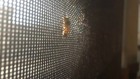 Bee on Window Screen Against Sunlight  Stock Footage 120763125