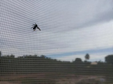 Bee on window screen - closeup Stock Photos