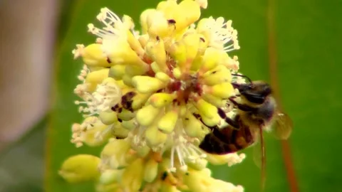 Bee Windy 스톡 동영상 151170295