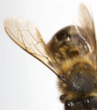 Bee wing Foto stock