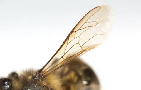 Bee wing Stock Photos