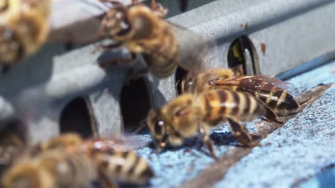 Bee Wings Blurred In Flight Macro Stock Footage 342022506