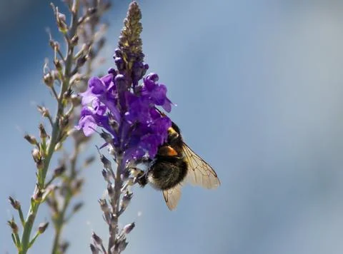 Bee wings close  up Stock Photos