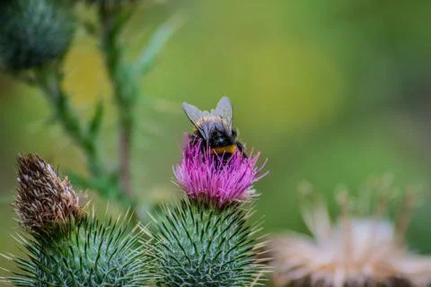 Bee Wings Stock Photos