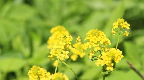 A bee on winter cress flowers Stock Footage 63994399