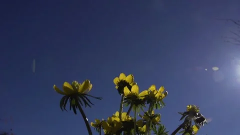 Bee on a Winterling against the sky Stock Footage 230400463