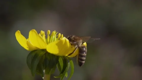 Bee on a Winterling Stock Footage 230400030