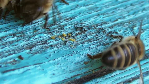 A bee wipes its legs from pollen. The insect is preparing for a long flight for Stock Footage 253076566