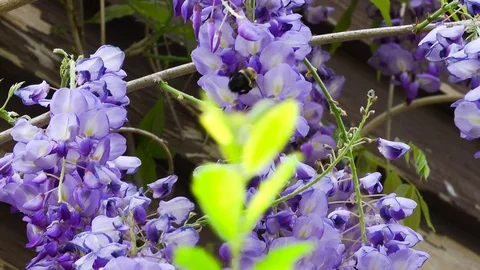 Bee on Wisteria Stock Footage 69776291