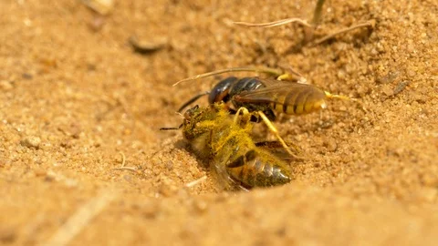 Bee wolf 1 Philanthus triangulum brings honey bee Stock Footage 120213115