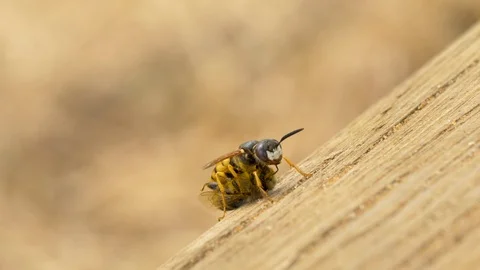 Bee wolf 7 18.8 4k Philanthus triangulum takes off from fence Stock Footage 120213135