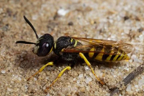 Bee wolf sitting on sandy ground looking left Stock Photos