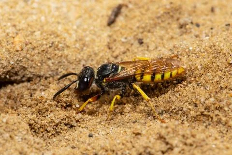Bee wolf sitting on sandy ground looking left Stock Photos