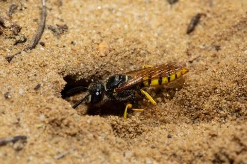 Bee wolf sitting on sandy ground in front of brood hole left looking Stock Photos