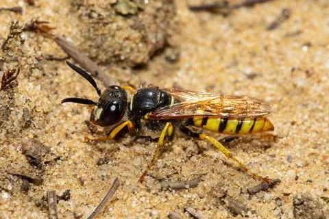 Bee wolf sitting on sandy ground looking left Stock Photos