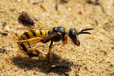 Bee wolf sitting on sandy ground looking right Stock Photos