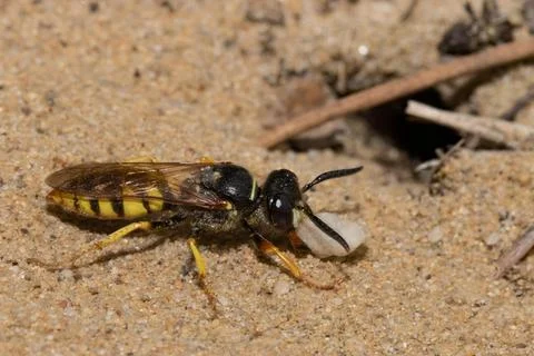 Bee wolf with small stone sitting in sand in front of brood hole seen on the Stock Photos