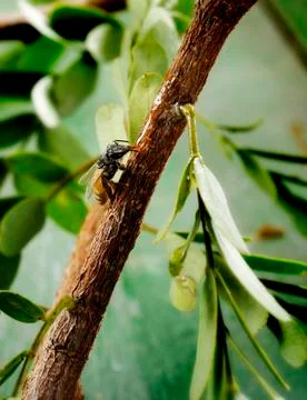 Bee on wood Stock Photos