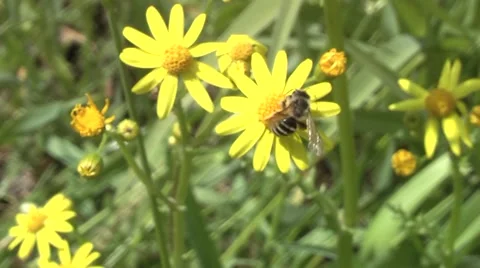 Bee in the woods in the spring. Stock Footage 5298226