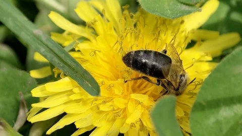 A bee at work collecting nectar for honey Stock Footage 90591038