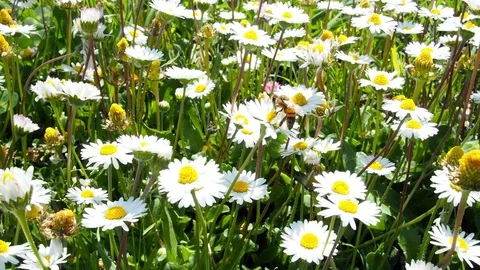 Bee at work on daisy in the field Stock-Footage 74362907