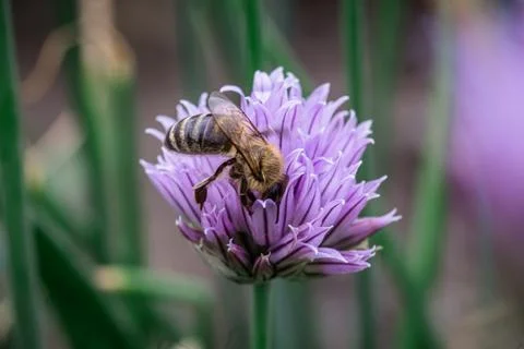 :Bee at work, ensuring Chives thrive, Allium schoenoprasum Foto stock