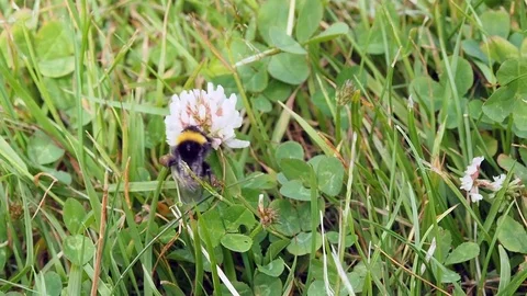 Bee at work on flower Stock Footage 69993869