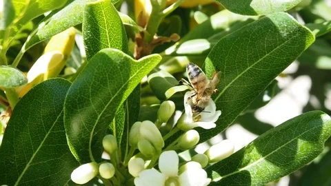 Bee at work on flower Stock Footage 75463350