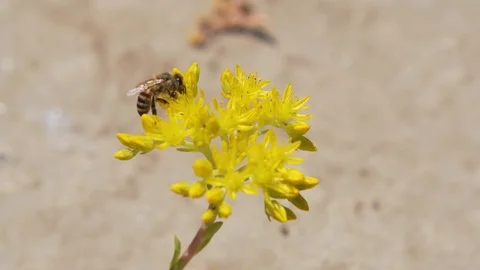 Bee work on flower Stock Footage 94485345