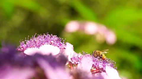 Bee at work on a flower of hydrangea Stock Footage 66882548