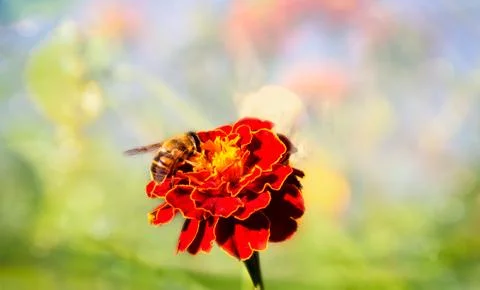 Bee work on a flower. Spring concept. Stock Photos