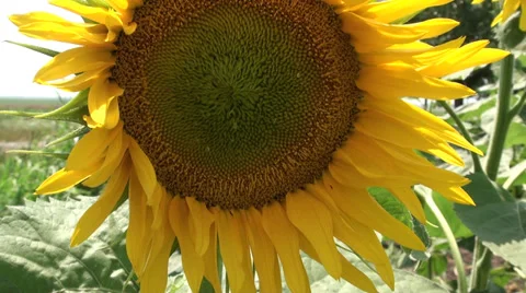 A bee at work 스톡 동영상 30764486