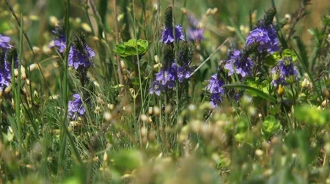 Bee At Work Video stock 52699836