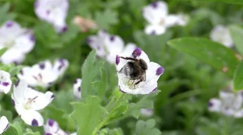 Bee in work Stock Footage 53401222