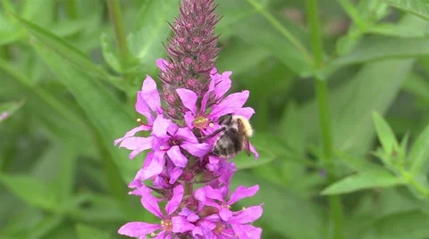 Bee in work Stock Footage 53401757