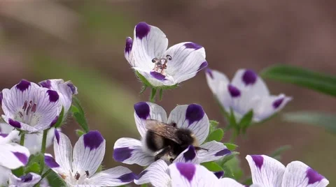 Bee in work Stock Footage 53401963