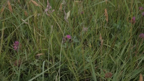 Bee at work Vídeos de archivo 132749460
