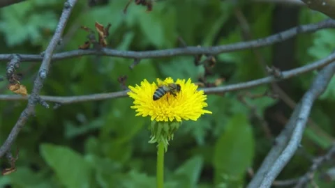 Bee at work Stock Footage 133578036