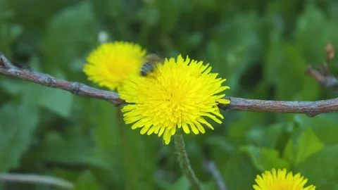 Bee at work Stock Footage 133578037