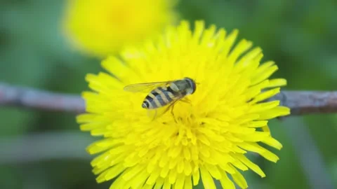 Bee at work Stock Footage 133578264