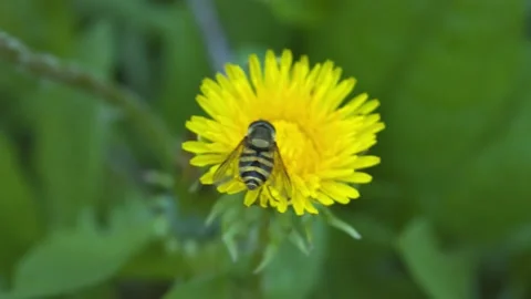 Bee at work Stock Footage 133578305