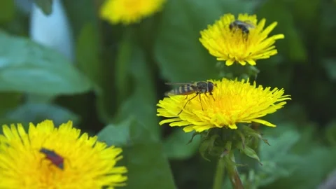 Bee at work Stock Footage 133578328