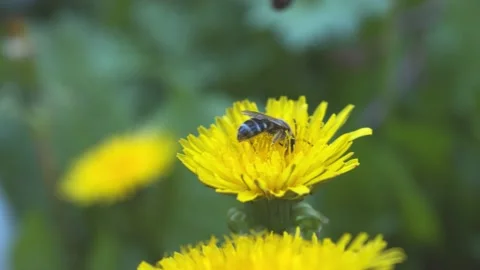 Bee at work Stock Footage 133578339